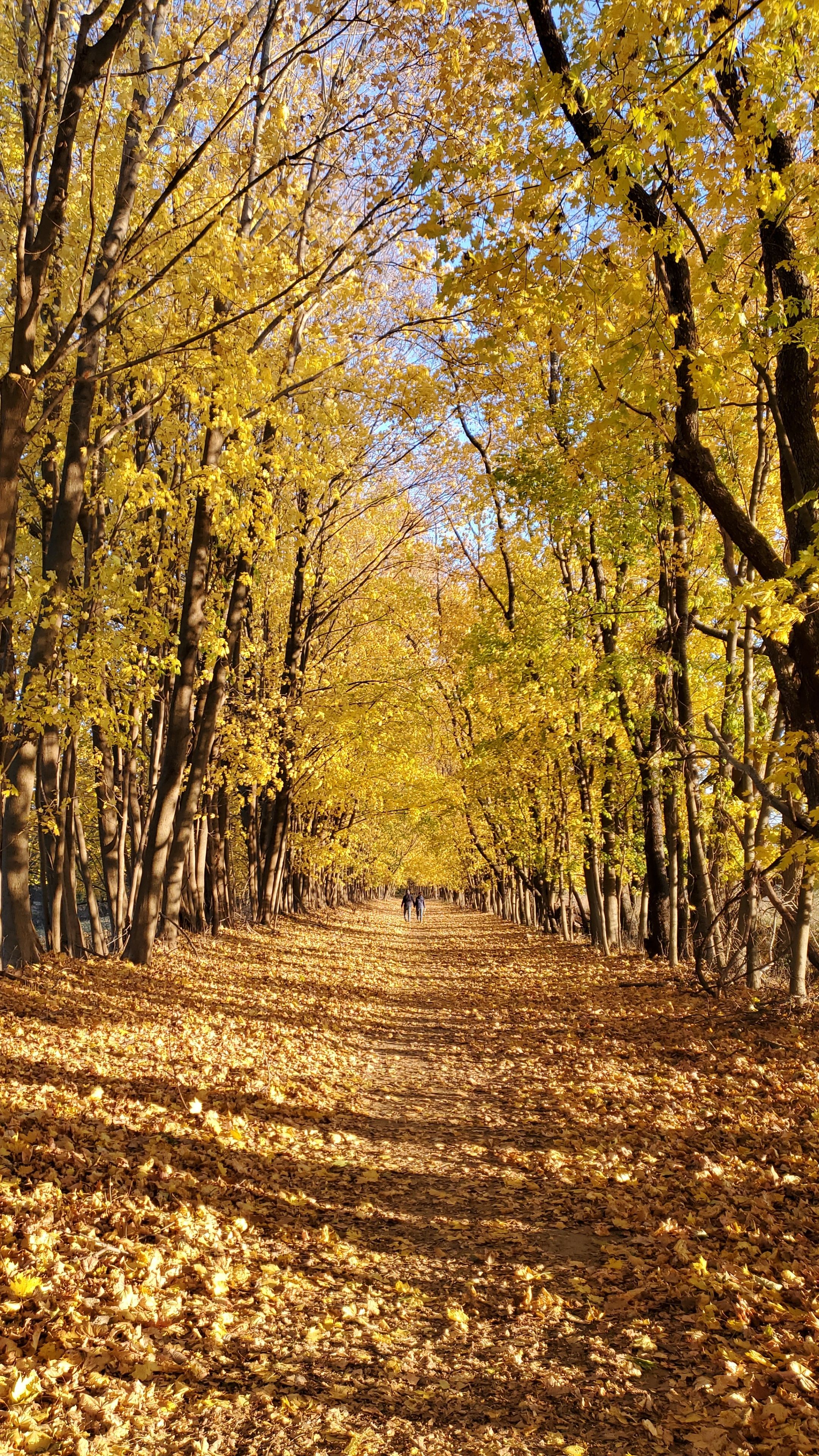 Tree-lined walking trail covered in golden autumn leaves in the Lincroft, New Jersey, area, showcasing the wooded scenery and fall foliage of Monmouth County.