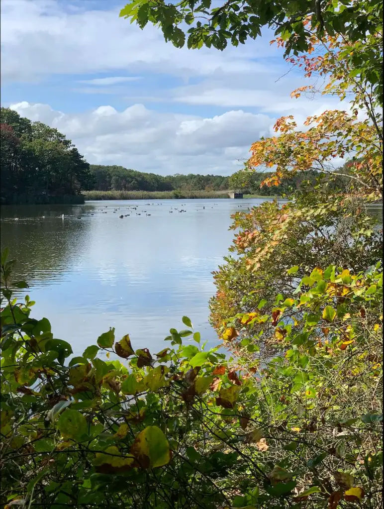 Peaceful lake surrounded by dense woodland in Matawan, New Jersey, with calm water, swimming waterfowl, leafy shoreline vegetation, and early fall foliage beneath a partly cloudy blue sky.