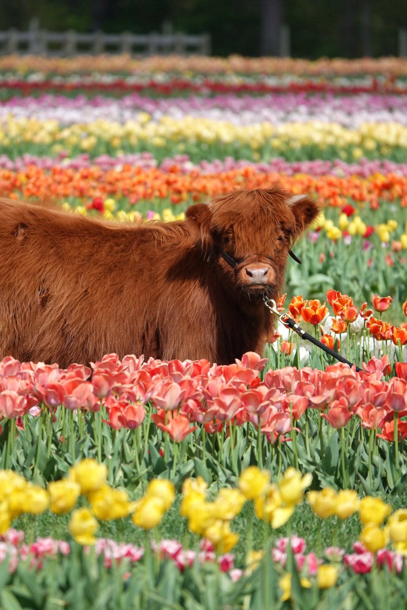 Highland cow standing among colorful rows of blooming tulips at a farm in Millstone Township, New Jersey, showcasing the area's agricultural landscape and rural character.