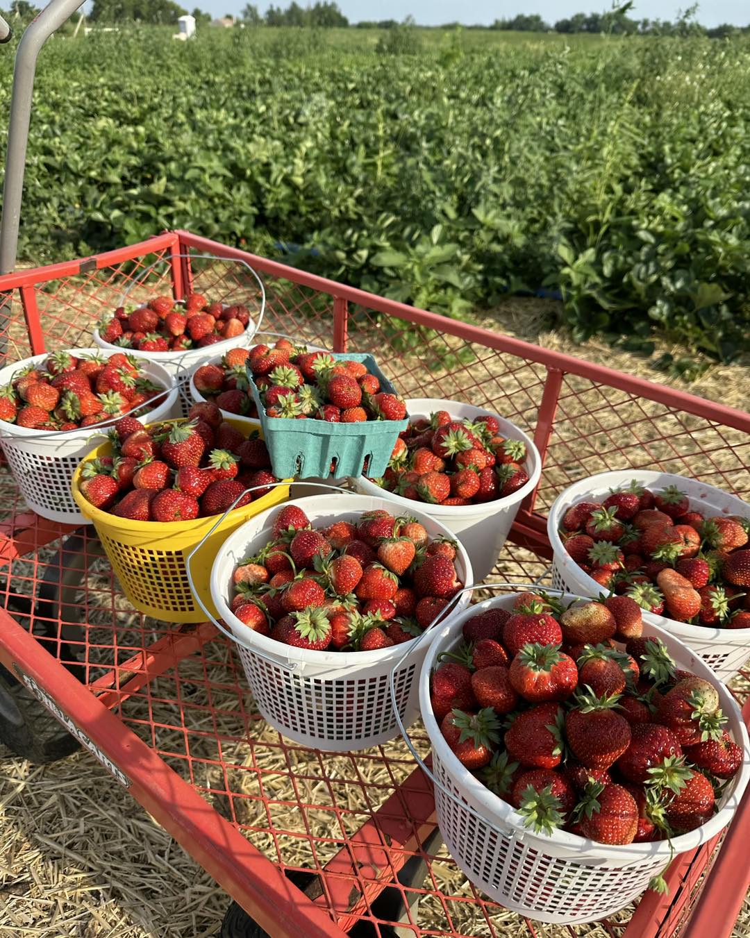 Freshly picked strawberries filling baskets and buckets on a red farm wagon at Sun High Orchards in Randolph, New Jersey, surrounded by rows of green crops on the local family farm.