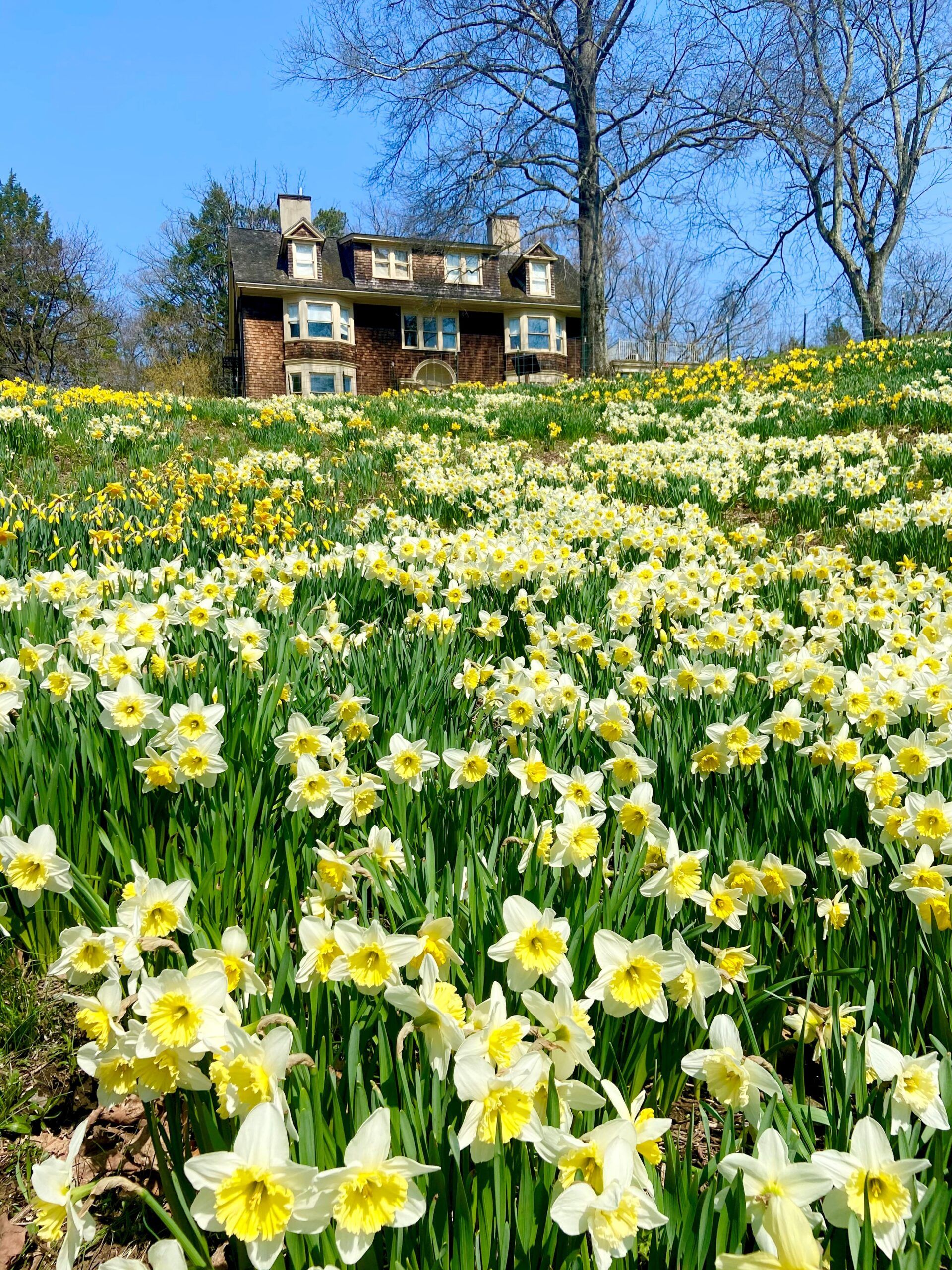 Thousands of blooming yellow and white daffodils surrounding historic Wisner House at Reeves-Reed Arboretum in Summit, New Jersey. The historic estate is known for its extensive spring daffodil display, gardens, lawns, and woodland trails.