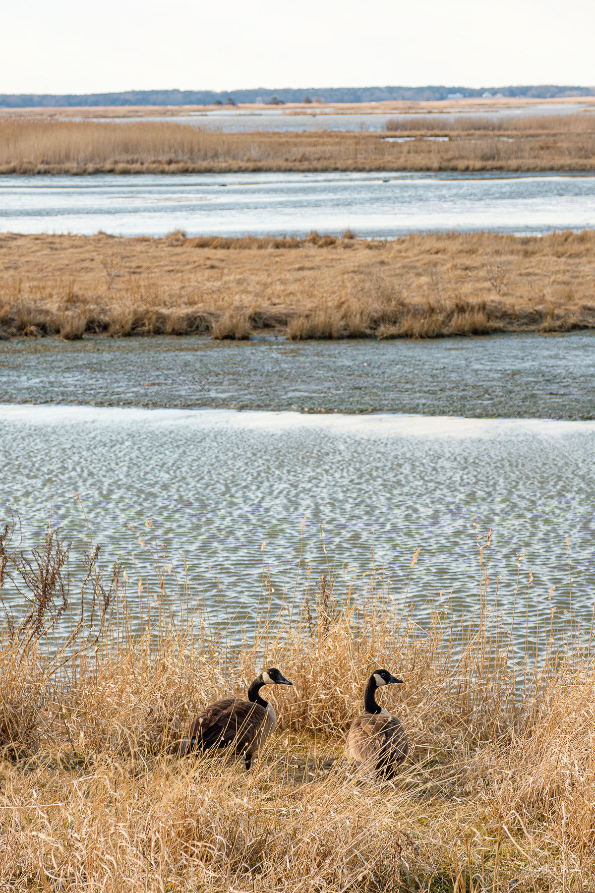 Two Canada geese standing along the edge of a coastal marsh in Tuckerton, New Jersey. Tall grasses, winding tidal waterways, and expansive wetlands stretch into the distance, showcasing the area's rich coastal habitat and natural beauty.
