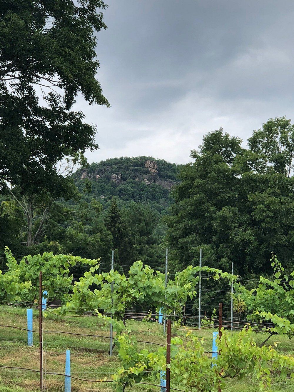 Scenic vineyard with rows of grapevines and the rocky Ramapo Mountains rising in the background near Hillburn, New York.