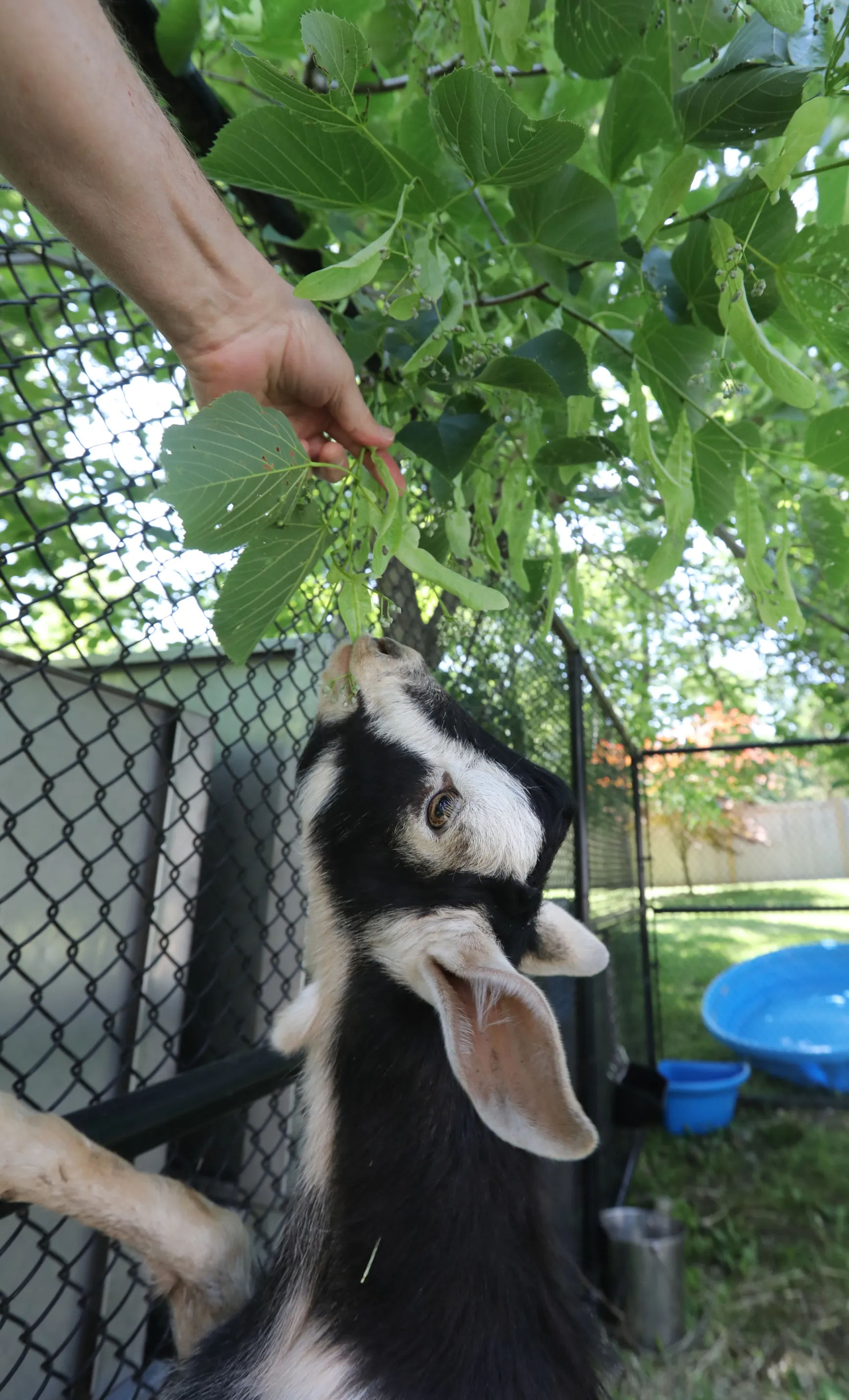 Goat feeding on leaves at West Maple Farm in Monsey, New York, a family farm and petting zoo in Rockland County.