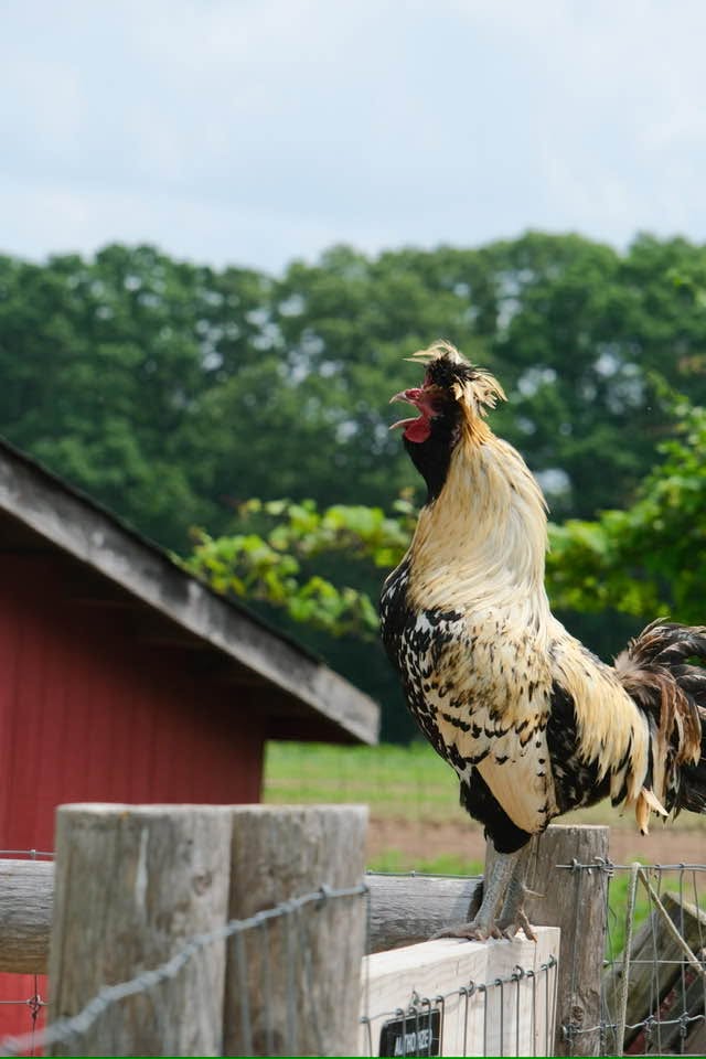Rooster perched on a wooden fence at Cropsey Community Farm in New City, New York, with a red barn and green farmland in the background.