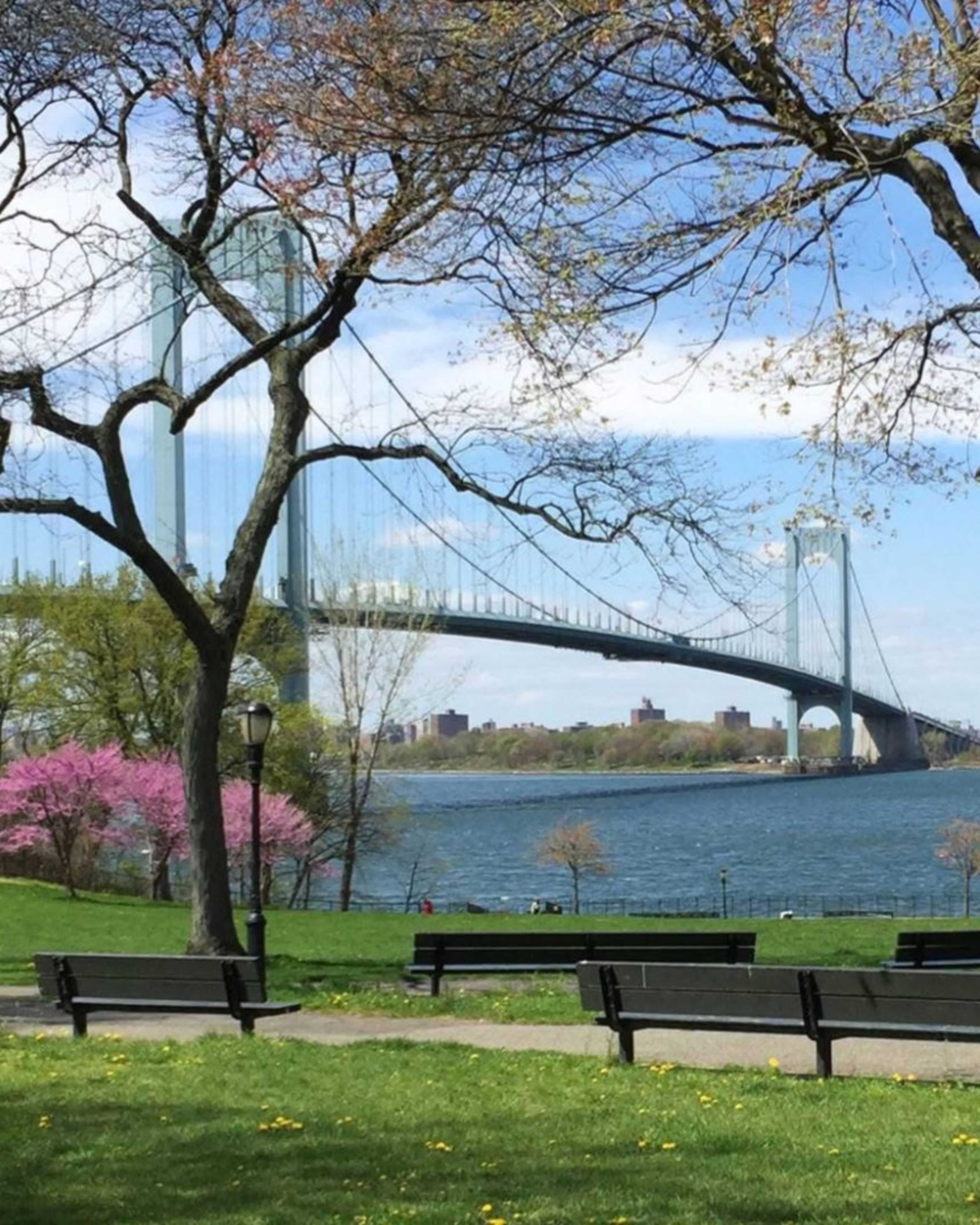 Waterfront view of the Whitestone Bridge near Whitestone, New York, featuring the large suspension bridge stretching across the East River with park benches, green space, blooming trees, and calm water along the shoreline on a clear spring day.
