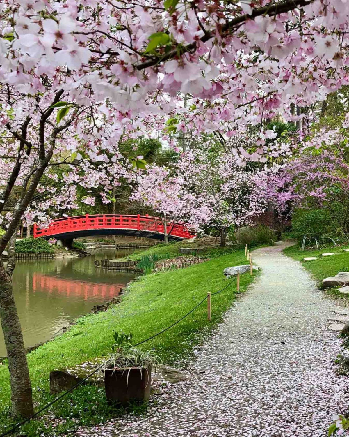 Lush garden path with blooming cherry blossom trees and a red wooden bridge at Sarah P. Duke Gardens in Durham, NC