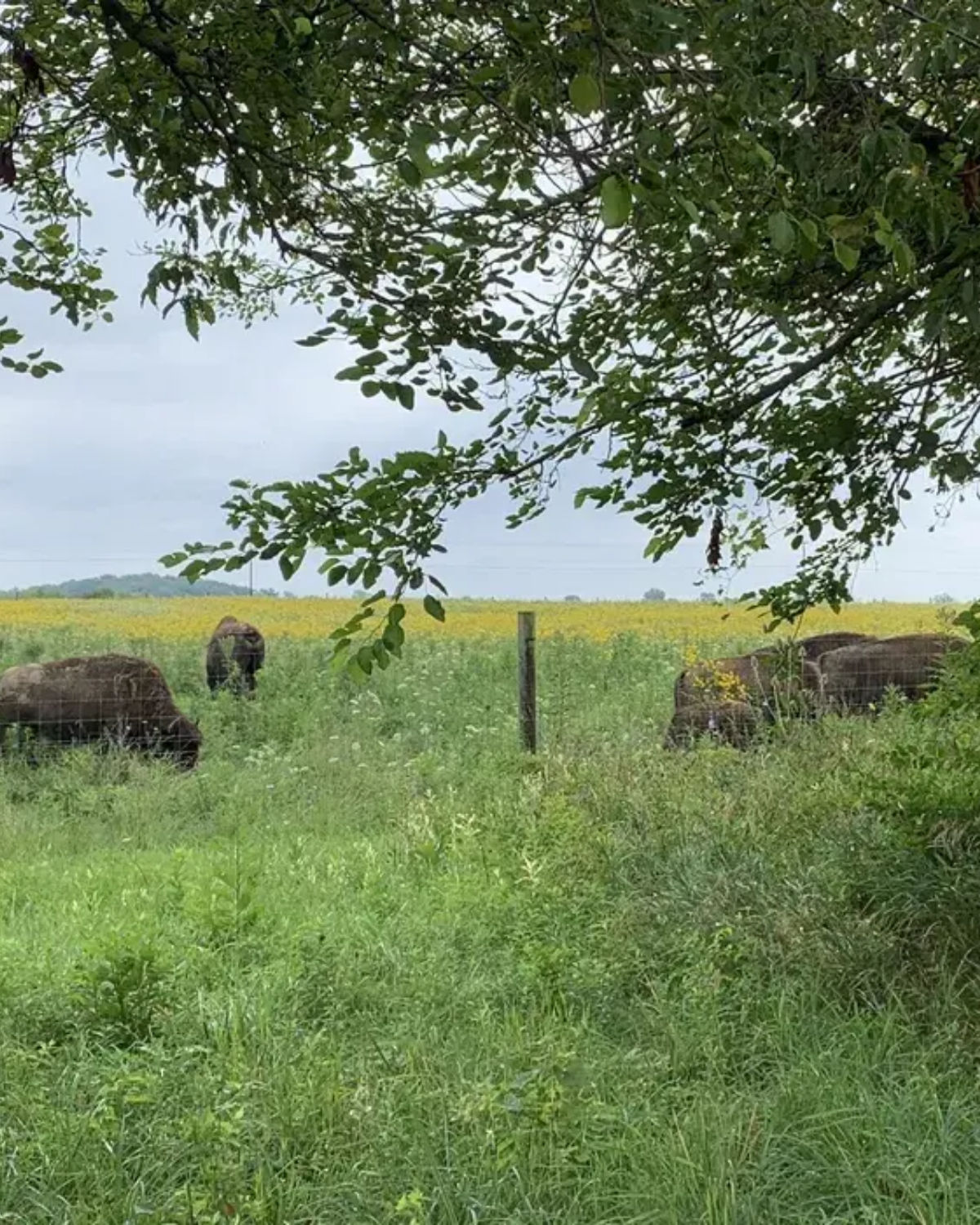 American bison grazing on open prairie grassland at Battelle Darby Creek Metro Park in Galloway, Ohio