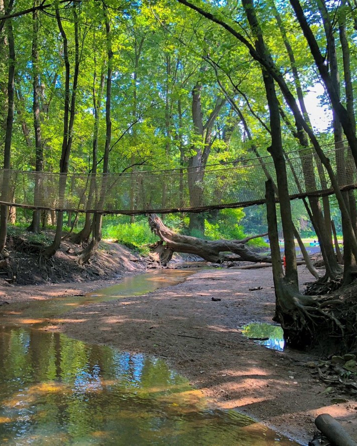 Lush green forest trail with exposed tree roots and a shallow creek winding through the woodland at Scioto Grove Metro Park in Grove City, Ohio