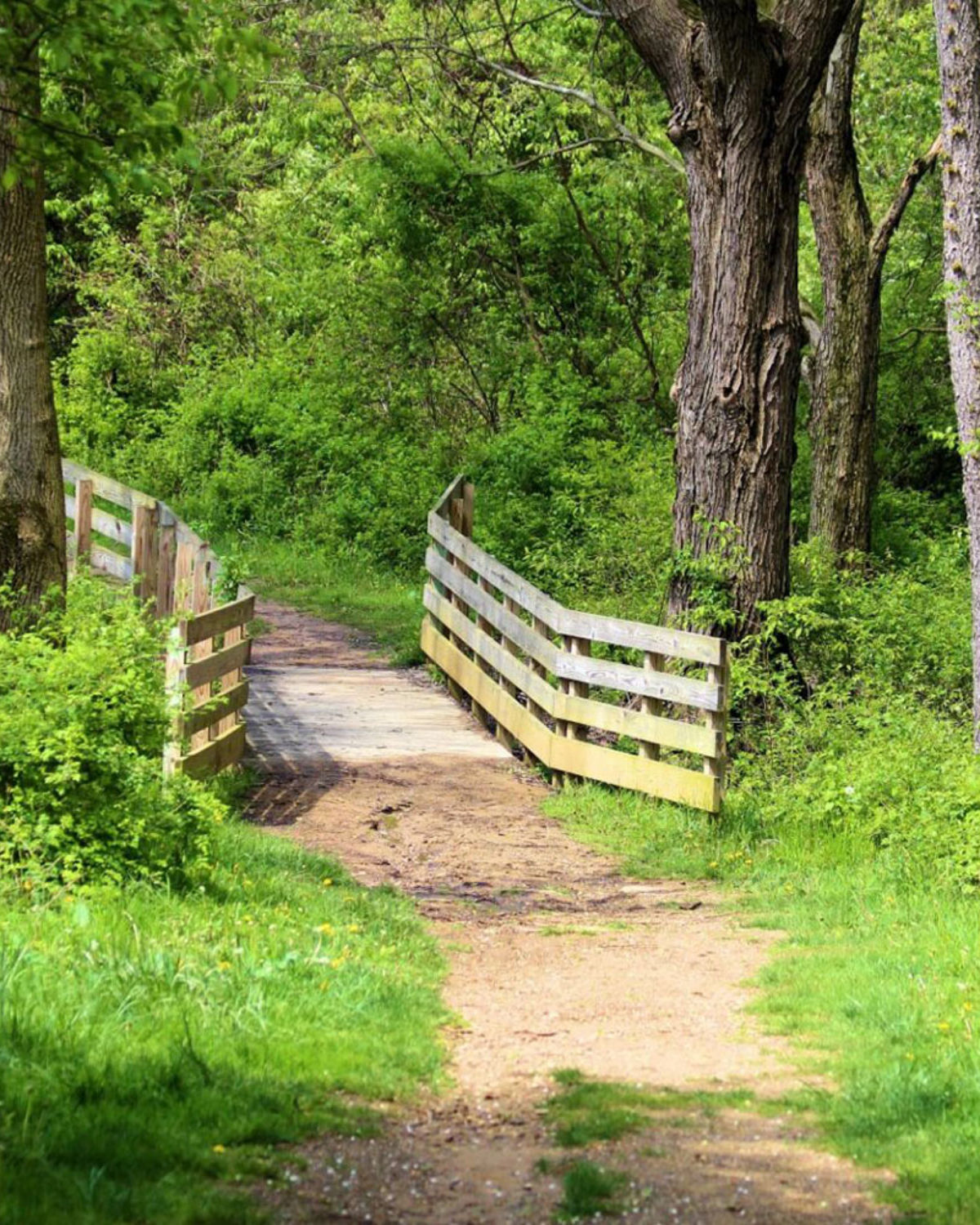 A wooden split-rail fence along a lush green forested trail on a bright summer day in Streetsboro, Ohio