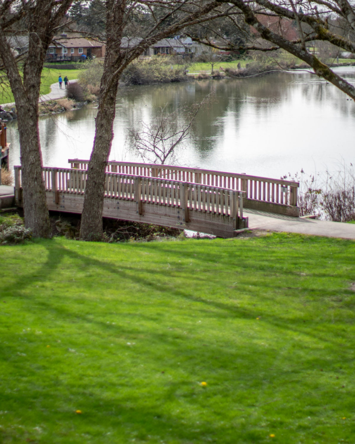 Wooden footbridge with pinkish-brown railings crossing a calm pond, framed by two large bare-branched trees. A grassy lawn fills the foreground, with a walking path and houses visible across the water.