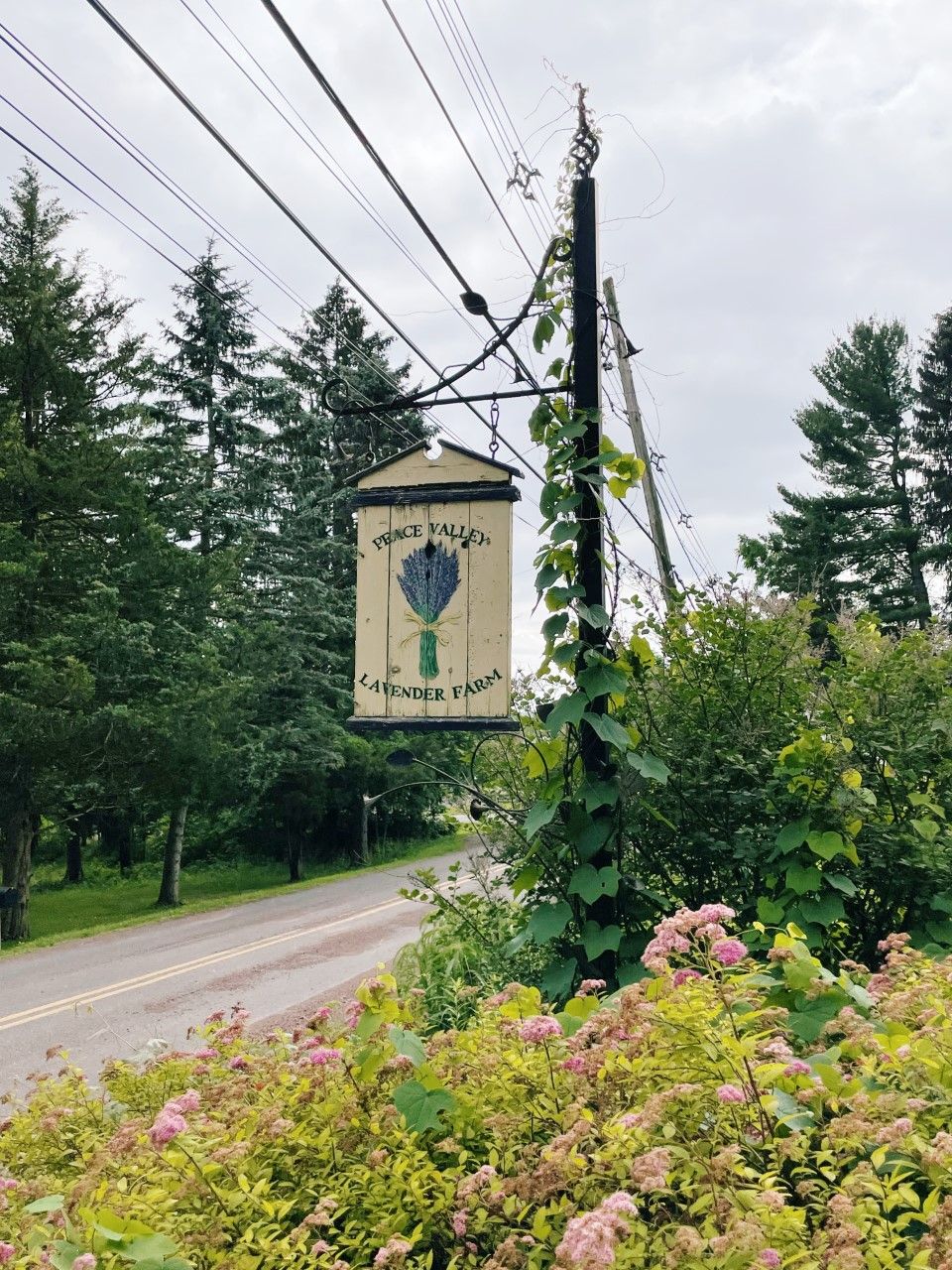 Roadside entrance sign for Peace Valley Lavender Farm in Doylestown, Pennsylvania, surrounded by blooming flowers, lush greenery, tall evergreen trees, and a quiet country road beneath an overcast sky.