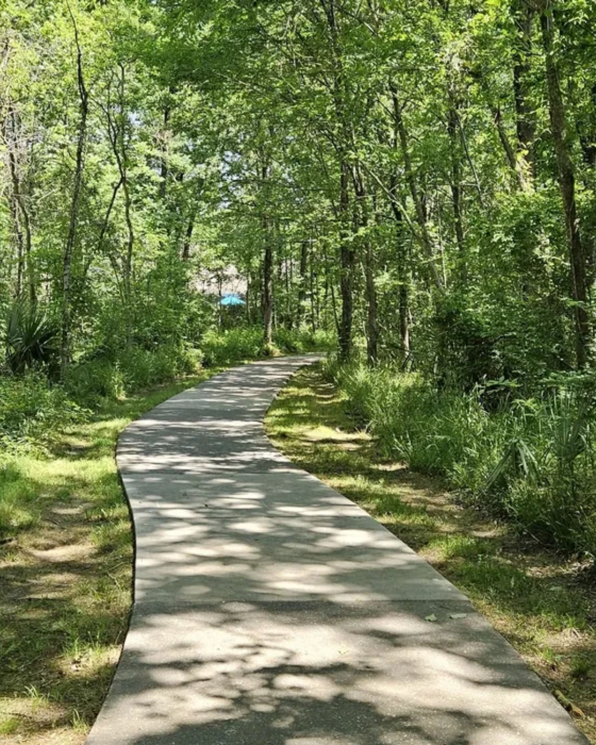 Paved nature trail curving through a dense, sunlit forest of tall green trees.