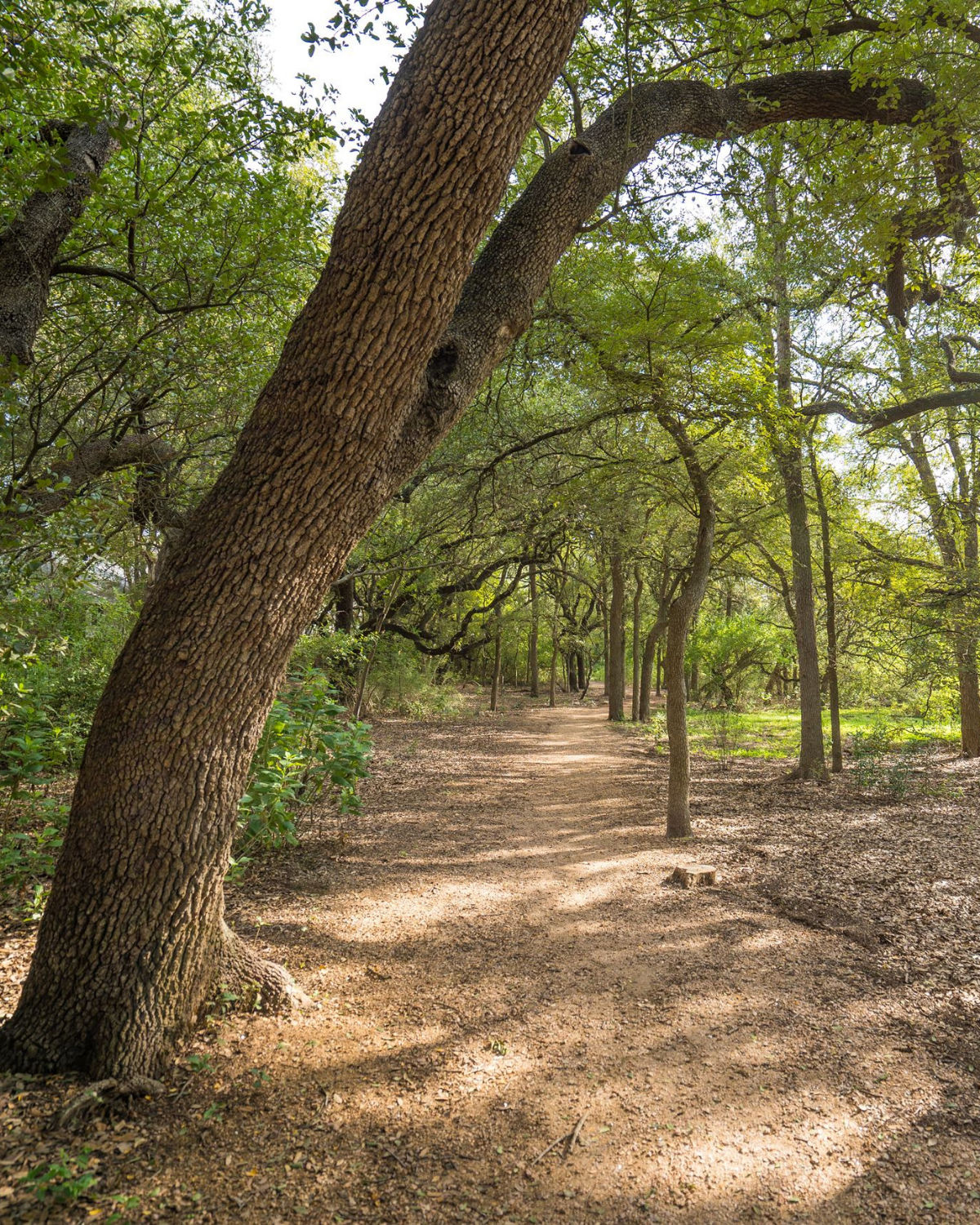 Crescent Bend Nature Park and Schertz Main Street reflect the city's outdoor spaces and growing downtown.