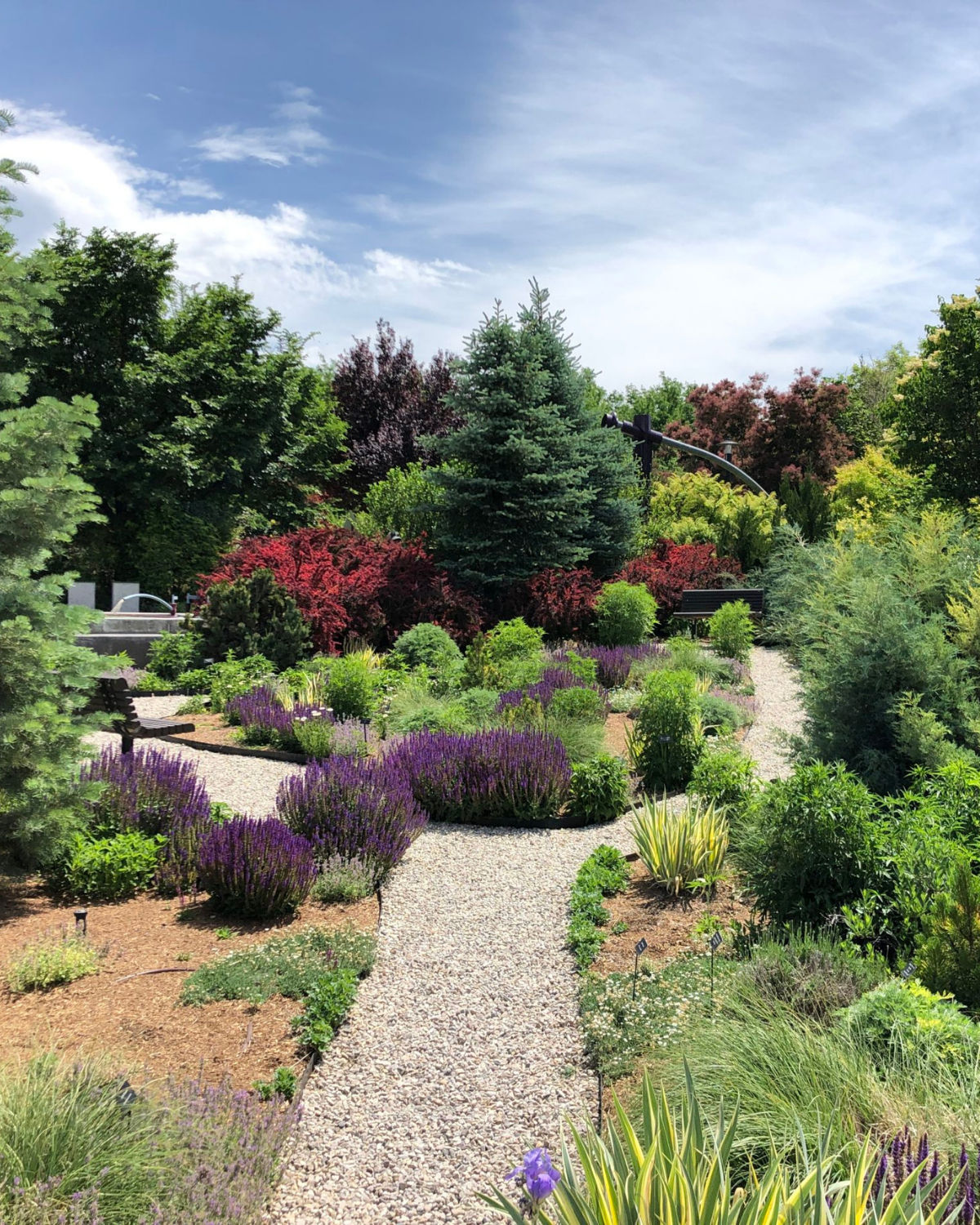 A sunny scene at Conservation Garden Park in West Jordan, Utah, with winding gravel paths bordered by drought‑tolerant plants and purple flowering shrubs, all framed by lush green and red foliage beneath a bright blue sky.