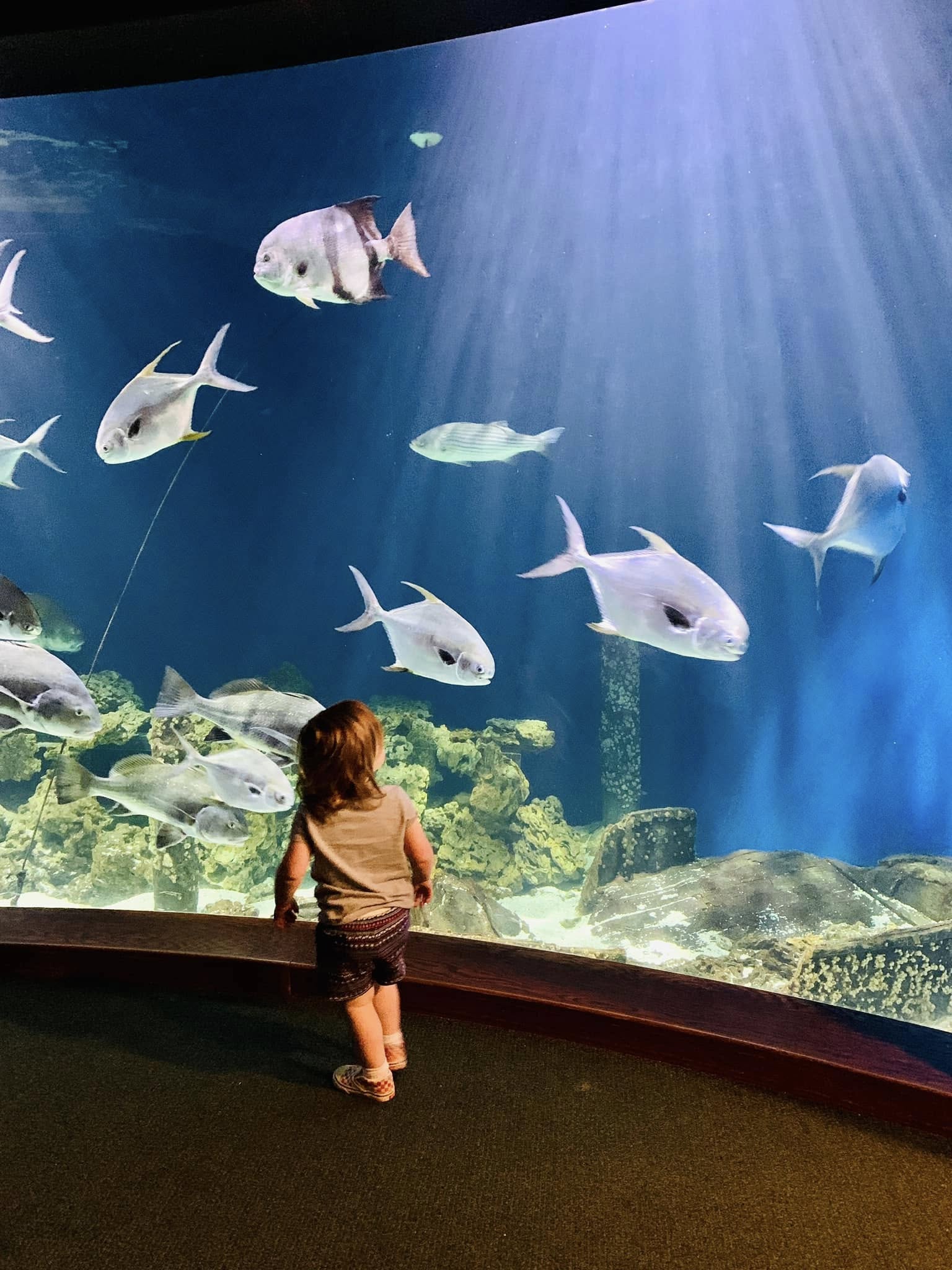 A child stands in awe before a large aquarium exhibit at the Virginia Living Museum in Newport News, Virginia. Sunlight streams through the water as schools of fish swim past coral formations and underwater habitats, creating an immersive marine life experience for visitors.