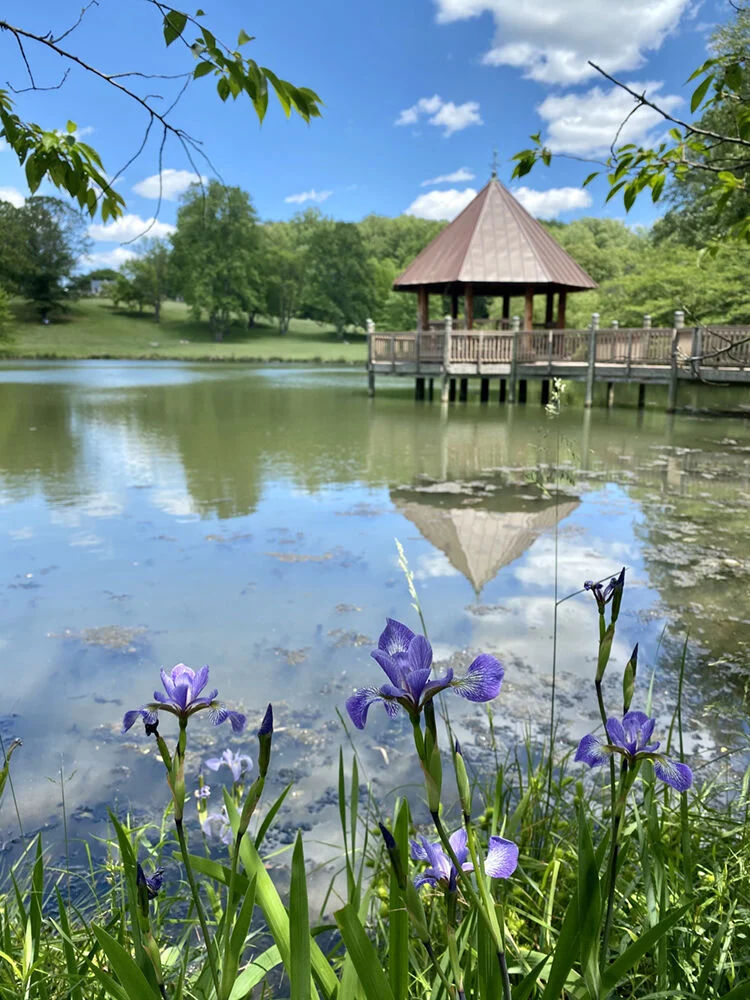 Scenic view of Meadowlark Botanical Gardens in Vienna, Virginia, featuring blooming purple irises, a peaceful pond, and a lakeside gazebo reflected in the water.