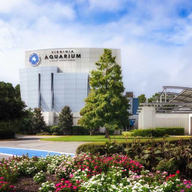 Exterior view of the Virginia Aquarium & Marine Science Center in Virginia Beach, Virginia, featuring the modern curved building facade with signage, landscaped gardens filled with colorful flowers in the foreground, and surrounding greenery under a bright, partly cloudy sky.