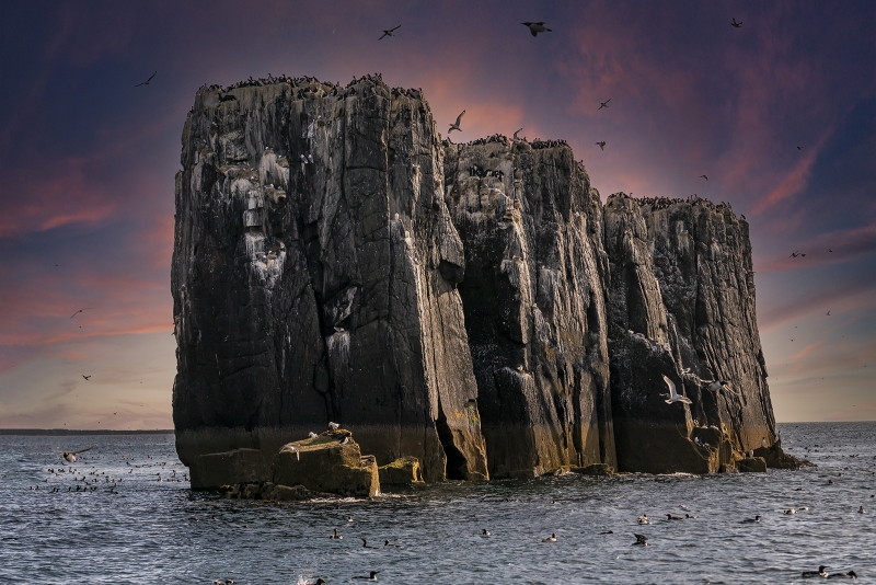 Birds At Sea Cliff, Chishty  Haider , England