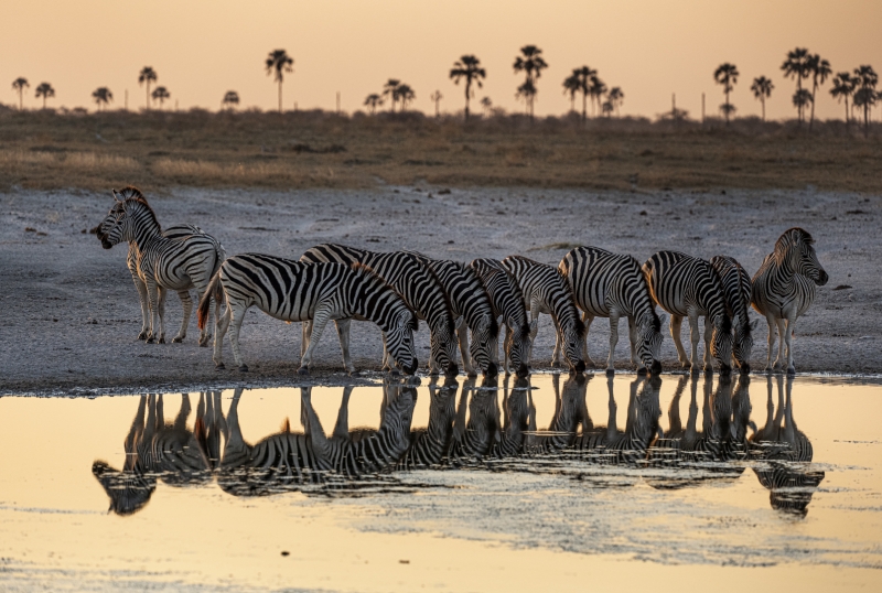Zebras Drinking Water37, Chiu  Bob , Usa