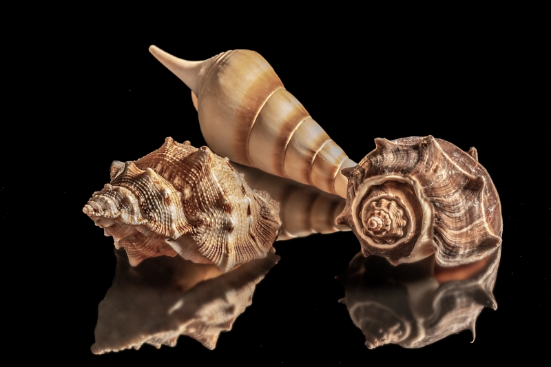 Still Life With Three Shells, Bhattacharya  Subhra , Usa