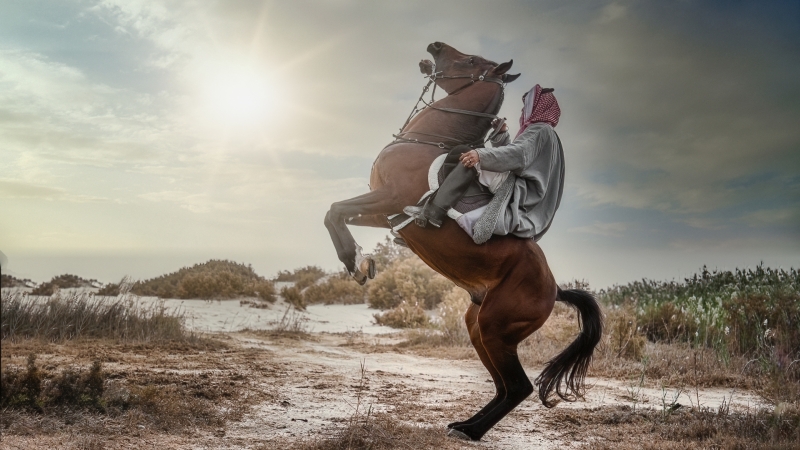 Horseman, Al Ajaji  Latifa , Saudi Arabia