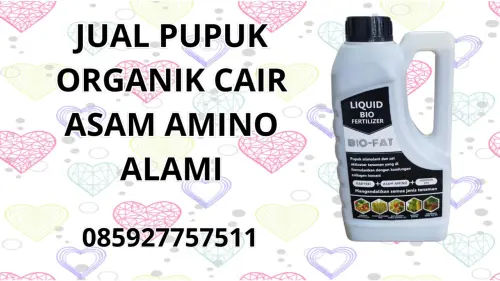 085927757511 Jual Pupuk Organik Cair Asam Amino Alami Biak Numfor 085927757511 Jual Pupuk Organik Cair Asam Amino Alami Biak Numfor