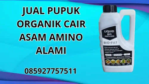 085927757511 Jual Pupuk Organik Cair Asam Amino Alami Kupang 085927757511 Jual Pupuk Organik Cair Asam Amino Alami Kupang