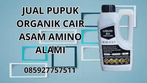 085927757511 Jual Pupuk Organik Cair Asam Amino Alami Waropen 085927757511 Jual Pupuk Organik Cair Asam Amino Alami Waropen