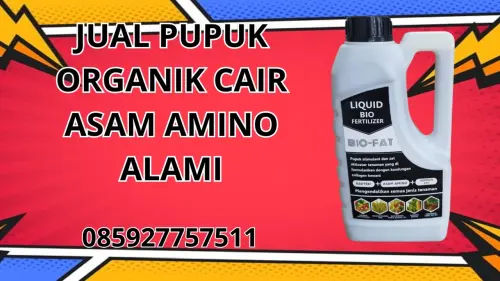 085927757511 Jual Pupuk Organik Cair Asam Amino Alami Tebo 085927757511 Jual Pupuk Organik Cair Asam Amino Alami Tebo