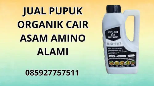 085927757511 Jual Pupuk Organik Cair Asam Amino Alami Seluma 085927757511 Jual Pupuk Organik Cair Asam Amino Alami Seluma