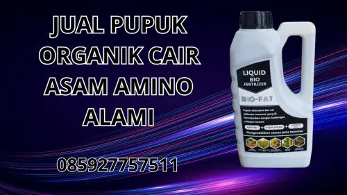 085927757511 Jual Pupuk Organik Cair Asam Amino Alami Asmat 085927757511 Jual Pupuk Organik Cair Asam Amino Alami Asmat