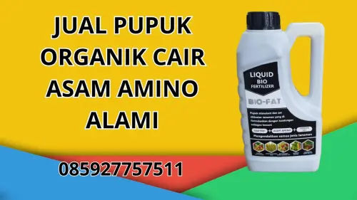 085927757511 Jual Pupuk Organik Cair Asam Amino Alami Hidroponik Buton 085927757511 Jual Pupuk Organik Cair Asam Amino Alami Hidroponik Buton
