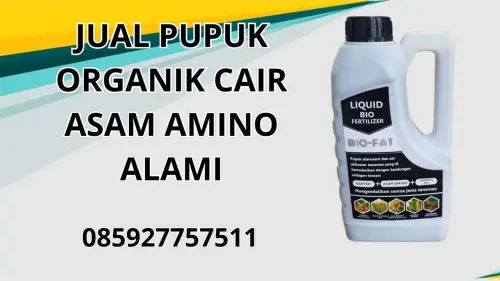 085927757511 Jual Pupuk Organik Cair Asam Amino Alami Bima 085927757511 Jual Pupuk Organik Cair Asam Amino Alami Bima