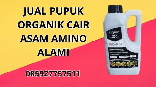 085927757511 Jual Pupuk Organik Cair Asam Amino Alami  Purwakarta 085927757511 Jual Pupuk Organik Cair Asam Amino Alami  Purwakarta