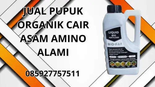 085927757511 Jual Pupuk Organik Cair Asam Amino Alami Malaka 085927757511 Jual Pupuk Organik Cair Asam Amino Alami Malaka