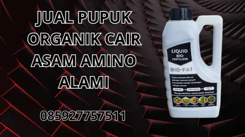 085927757511 Jual Pupuk Organik Cair Asam Amino Alami Timor Tengah Utara 085927757511 Jual Pupuk Organik Cair Asam Amino Alami Timor Tengah Utara