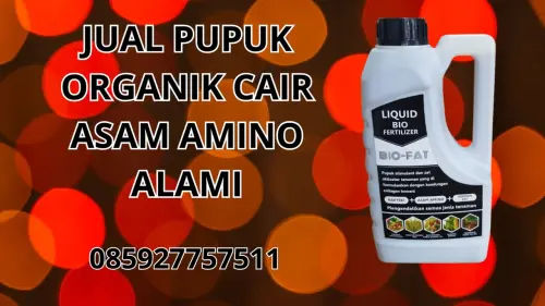 085927757511 Jual Pupuk Organik Cair Asam Amino Alami Bungo 085927757511 Jual Pupuk Organik Cair Asam Amino Alami Bungo