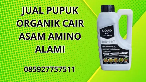 085927757511 Jual Pupuk Organik Cair Asam Amino Alami Hidroponik Buton Tengah 085927757511 Jual Pupuk Organik Cair Asam Amino Alami Hidroponik Buton Tengah