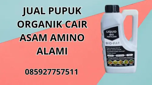 085927757511 Jual Pupuk Organik Cair Asam Amino Alami Manggarai Barat 085927757511 Jual Pupuk Organik Cair Asam Amino Alami Manggarai Barat