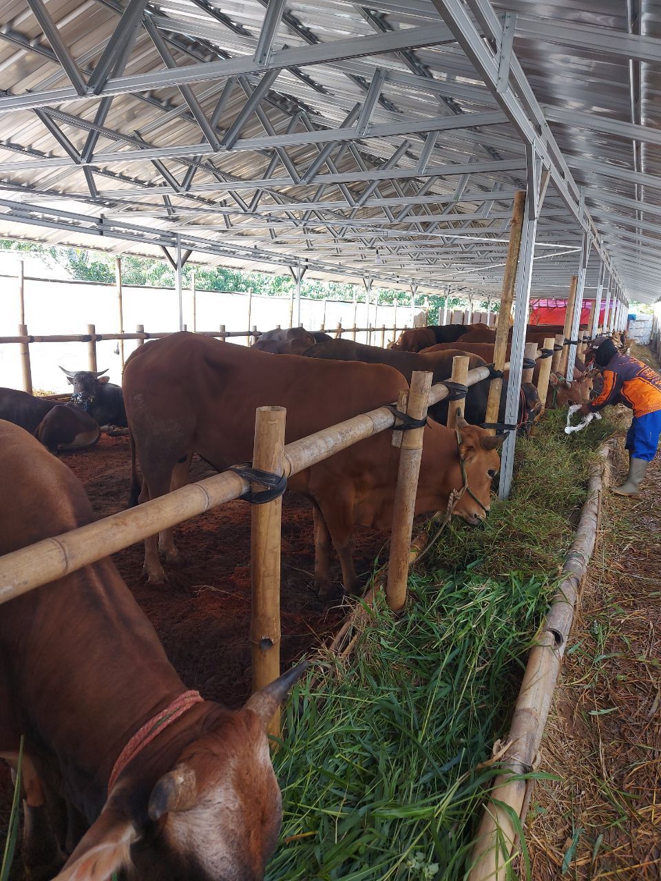 Penjualan Hewan Qurban dan Aqiqah
