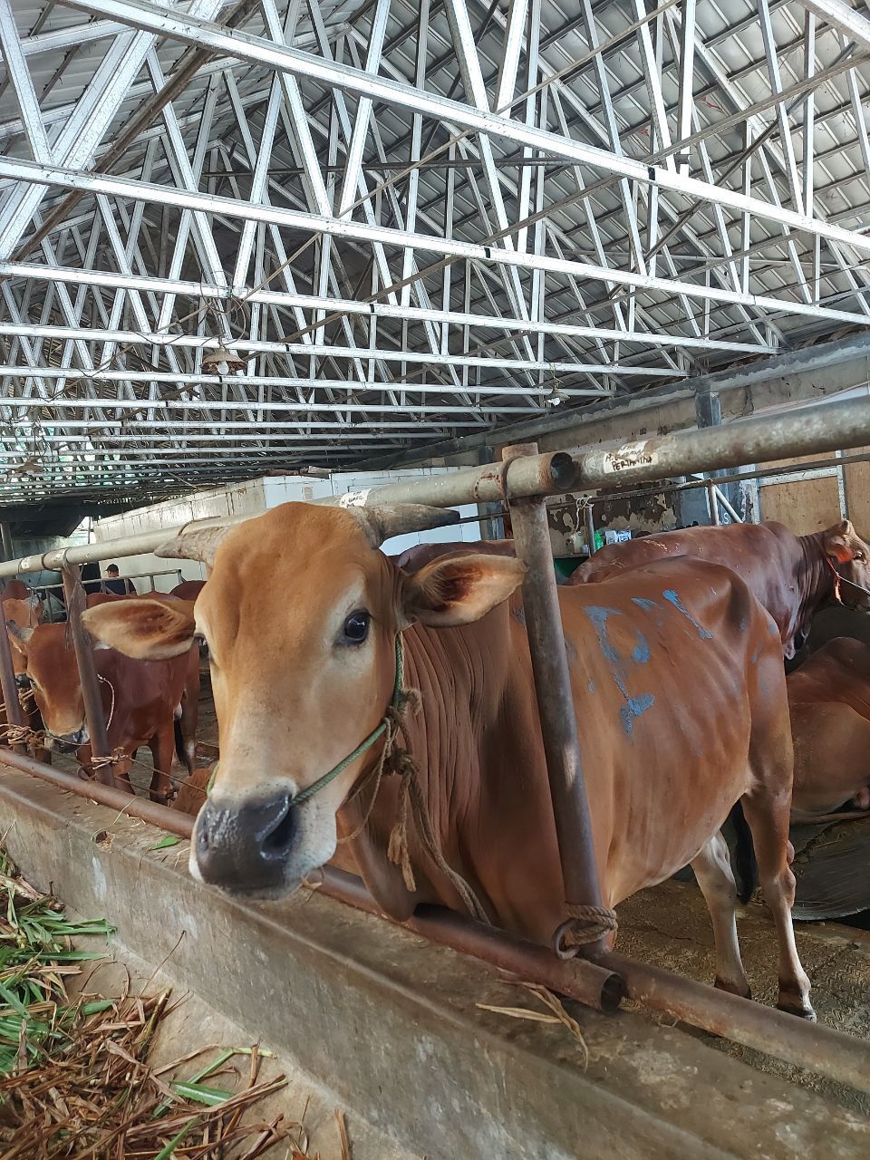 Daging Sapi Segar