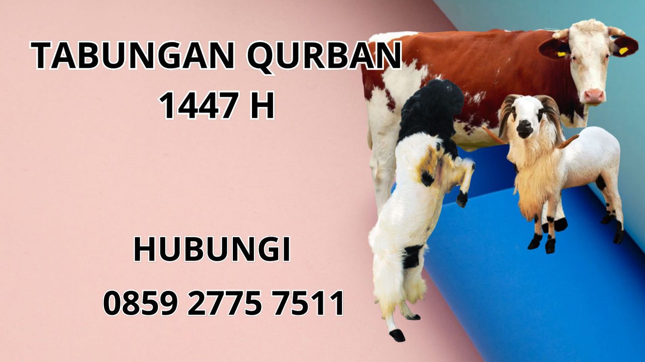 0859 2775 7511 Patungan Qurban Sapi Di Bolaang Mongondow Utara