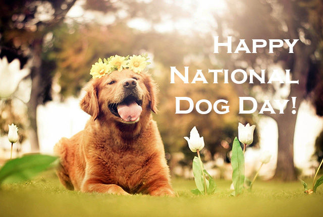 National Dog Day in 2022 - History, Date & Activities About The Special Day