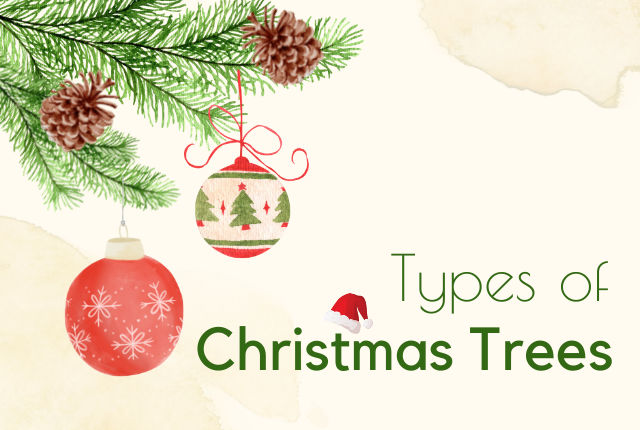 Types Of Christmas Trees: How To Choose Your Perfect Tree?