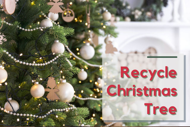 Recycle Christmas Tree: How To Celebrate The Holidays Sustainably?