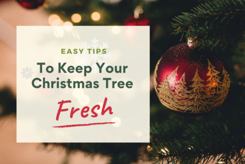 How To Keep A Christmas Tree Alive: Top Tips To Keep Your Tree Fresh All Through December