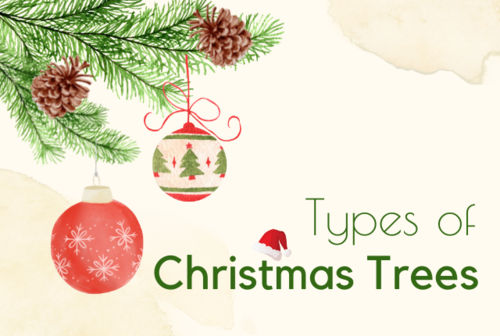Types Of Christmas Trees: How To Choose Your Perfect Tree?