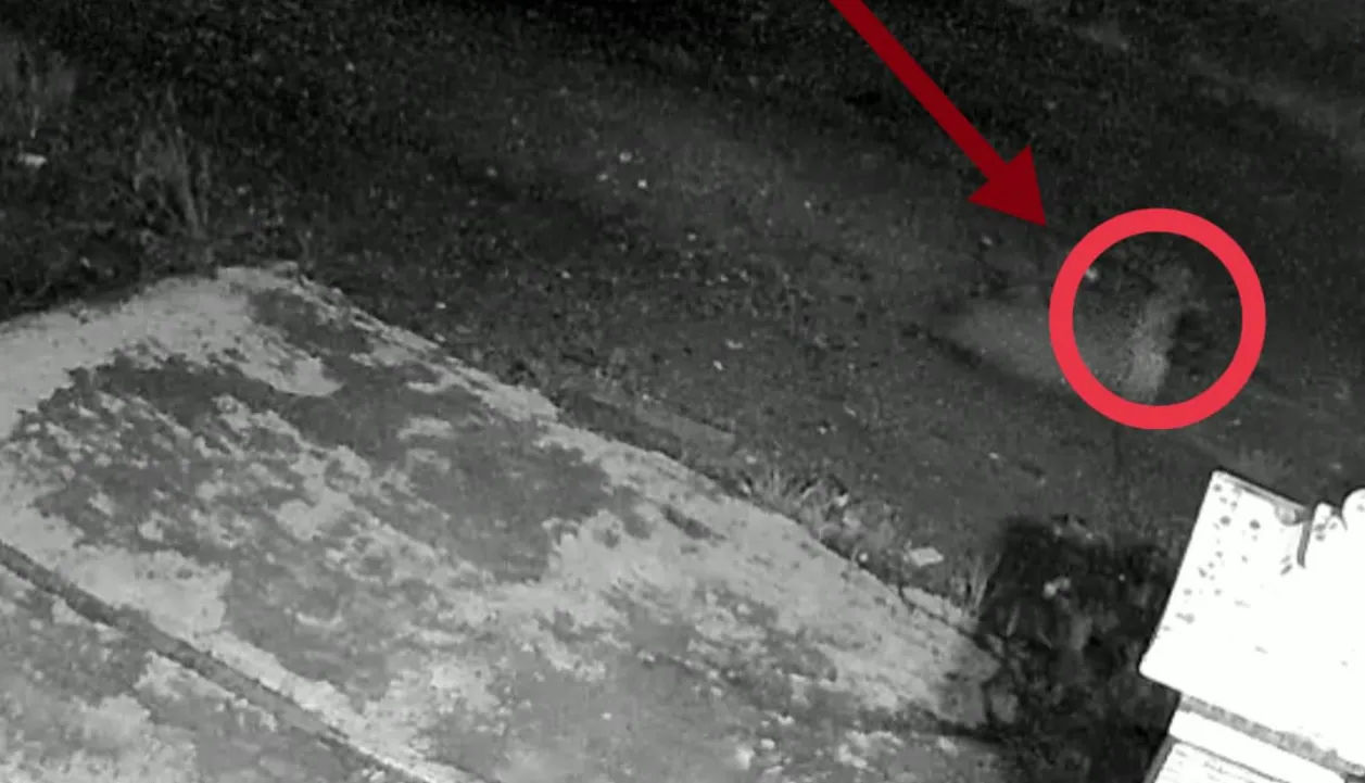Viral Sosok Diduga Tuyul, Terekam CCTV Pasar Karanganyar Kebumen