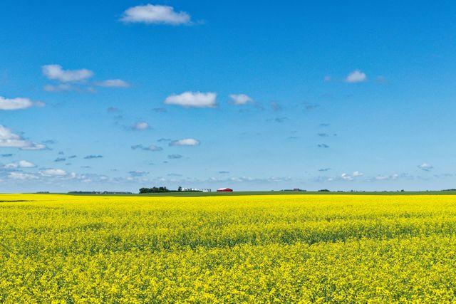 Cómo trabajar legalmente como trabajador agrícola en Canadá desde México: requisitos, proceso oficial y cómo evitar estafas